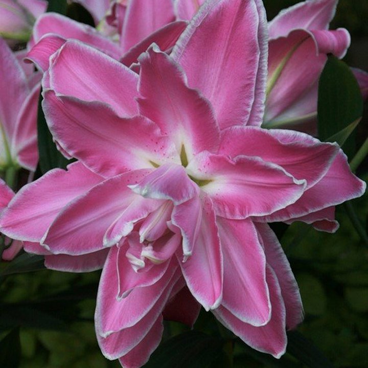 Лилия восточная махровая Лотус Уандер, 16/18, для выгонки, 1 шт.