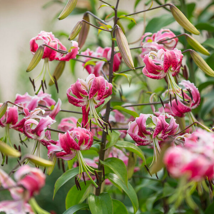 Лилия Блэк Бьюти, 12/14, 1 шт.