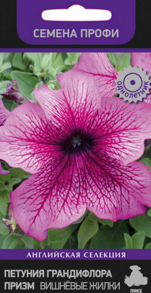 Петуния грандифлора призм Вишневые Жилки, 30 шт. Семена профи