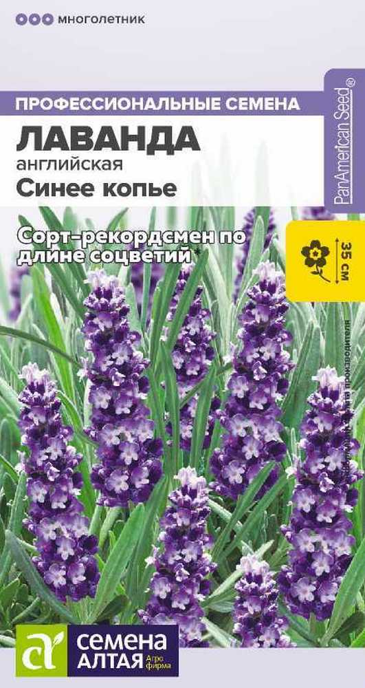 Лаванда многолетняя Синее копье узколистная, 5 шт.