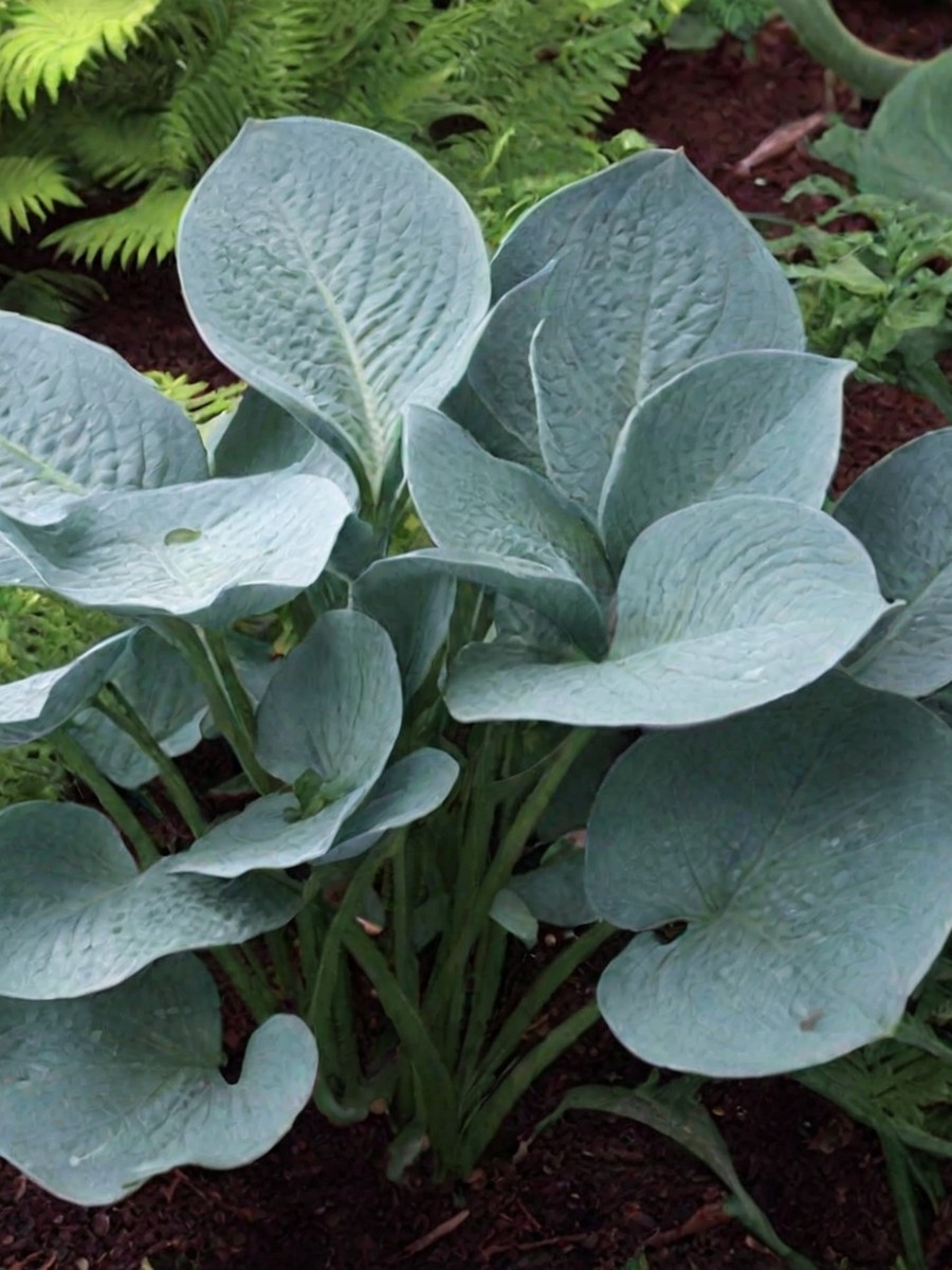 Хоста Блю Вижн, 1 шт.