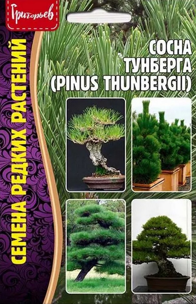 Сосна Тунберга (Pinus thunbergii), 10 шт.