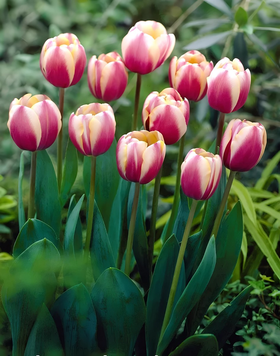 Тюльпан простой поздний Атлантис, 11/12, 1 шт.