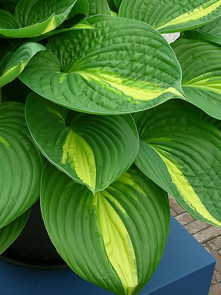 Хоста Анна Кульпа, 1 шт.