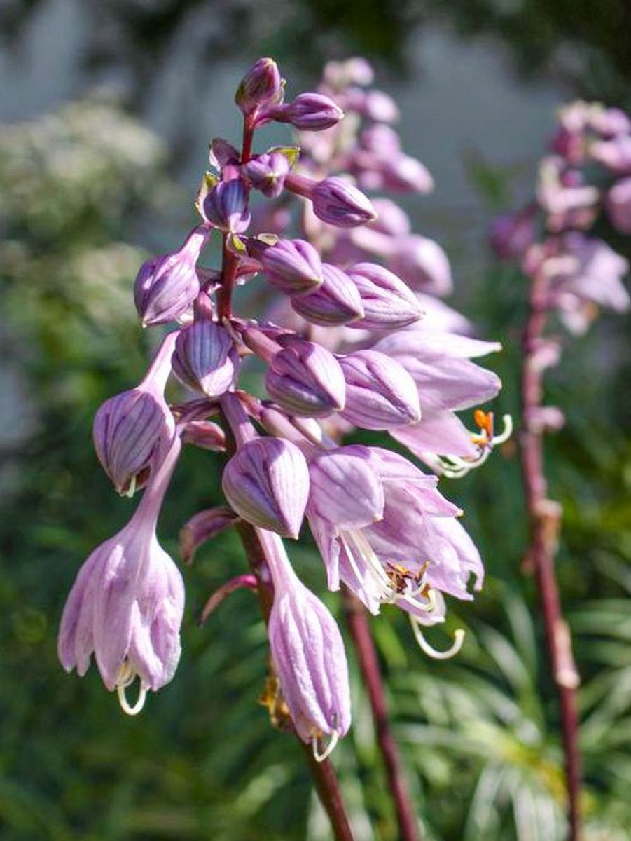 Хоста Гусберри Сандаэ, 1 шт.