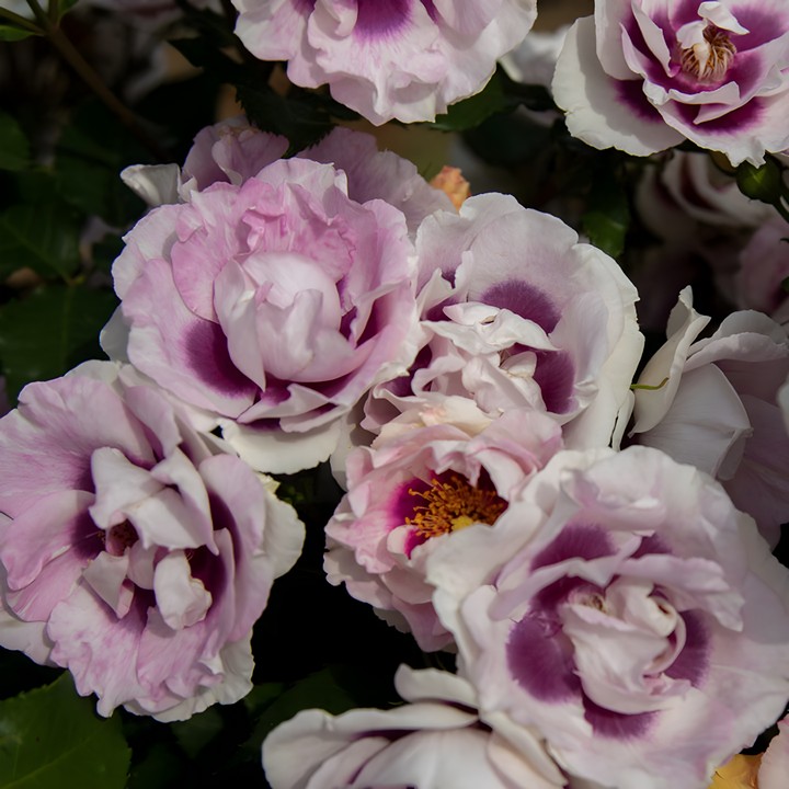 Роза флорибунда Айс фо Ю/ЦКор