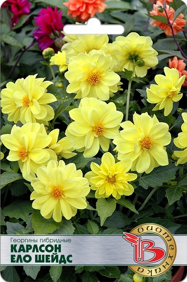 Георгины гибридные Карлсон Ело Шейдс, 10 шт.