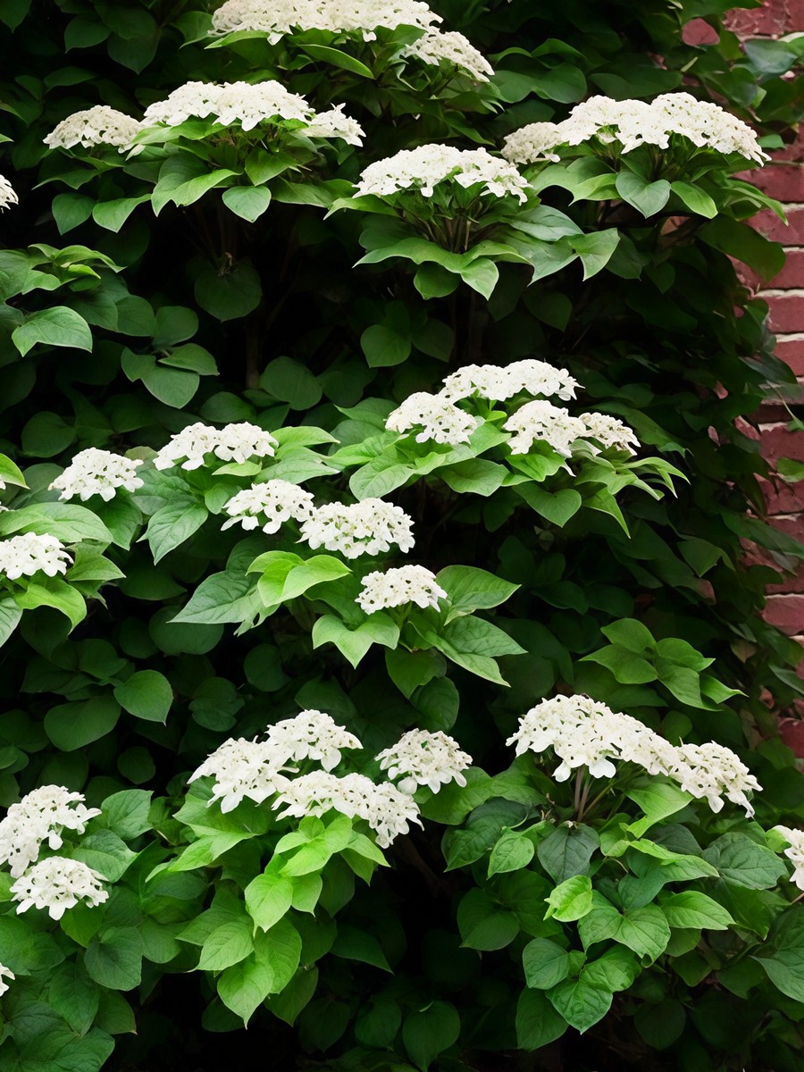 Гортензия черешковая Миранда