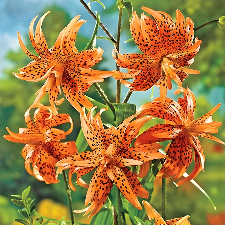 Лилия тигровая Флора Плена, 12/14, 1 шт.