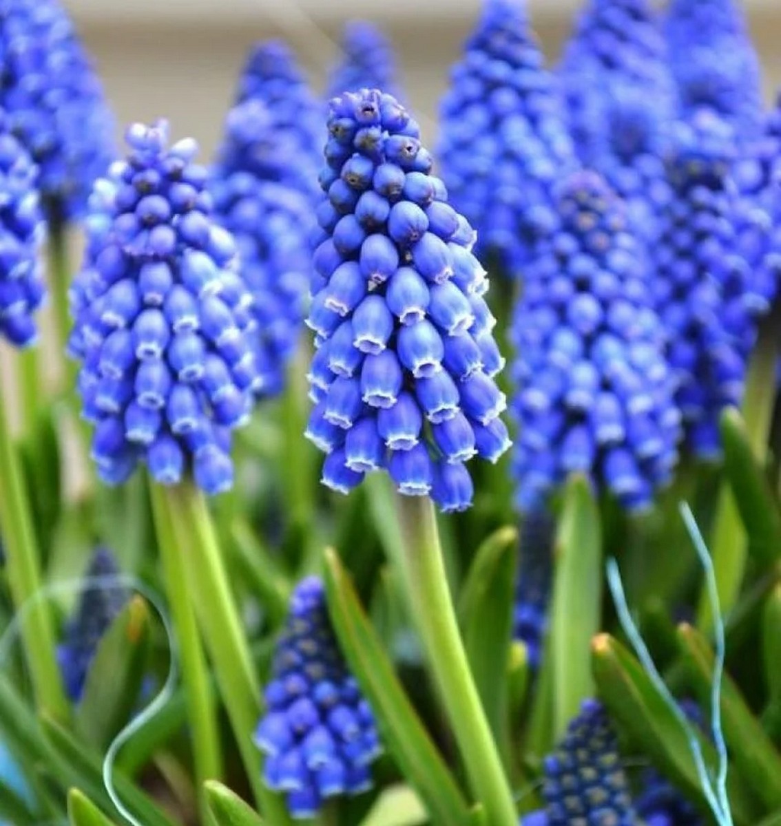 Мускари Суперстар, 8/+, 1 шт.