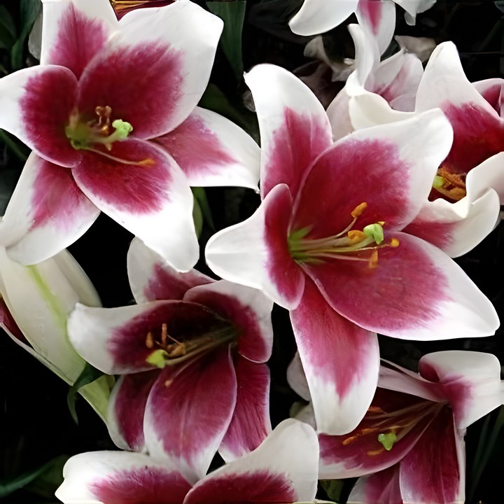 Лилия Цирано, 1 шт.