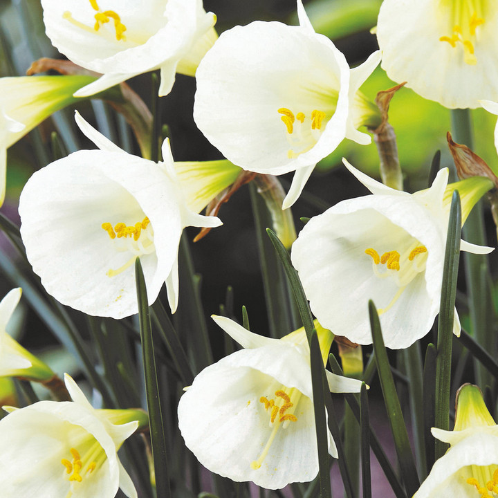 Нарцисс бульбокодиум Артик Беллз, 8/9, 1 шт.