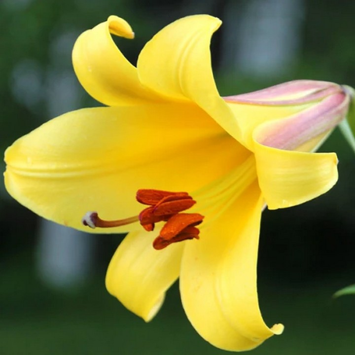 Лилия лонгифлорум Делиана, 12/14, 1 шт.