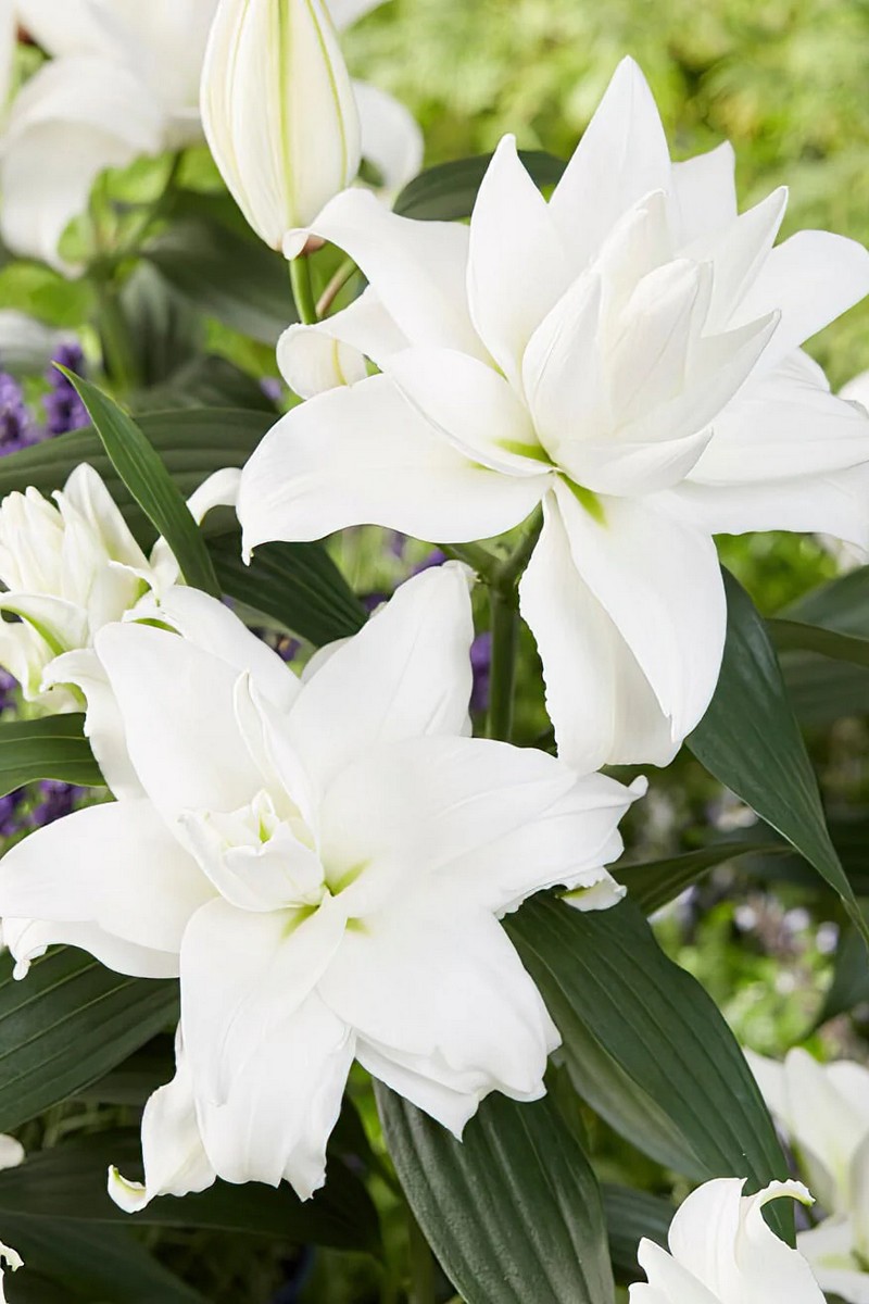 Лилия восточная махровая Roselily Анжела, 1 шт.