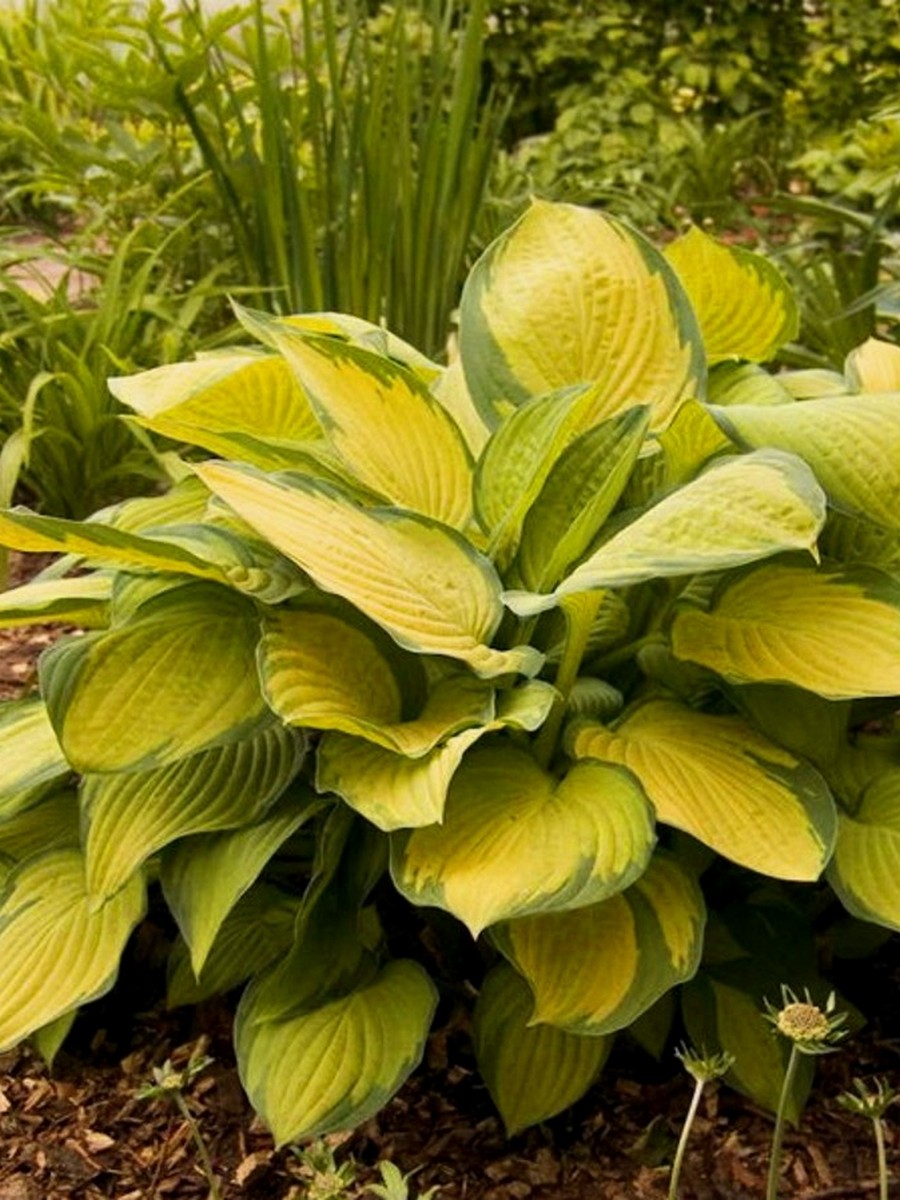 Хоста Веджвуд Голд, 1 шт.