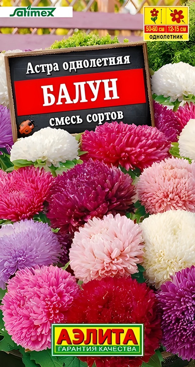 Астра Балун, смесь сортов, 25 шт.