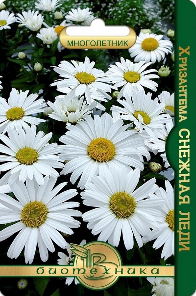 Хризантема Снежная леди, 8 шт. Биотехника