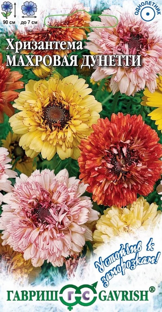 Хризантема махровая Дунетти, смесь, 0,5 г. Устойчив к заморозкам.