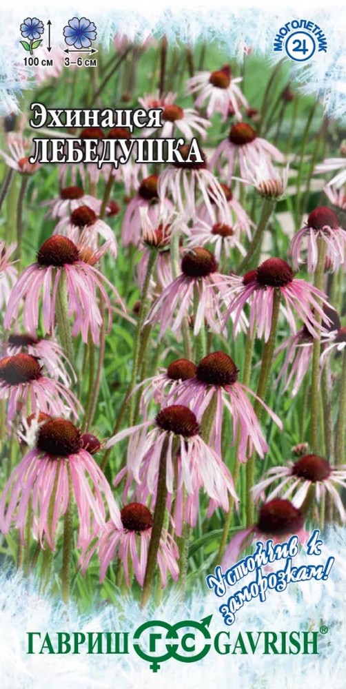 Эхинацея Лебедушка, 0,1 г. Устойчив к заморозкам.