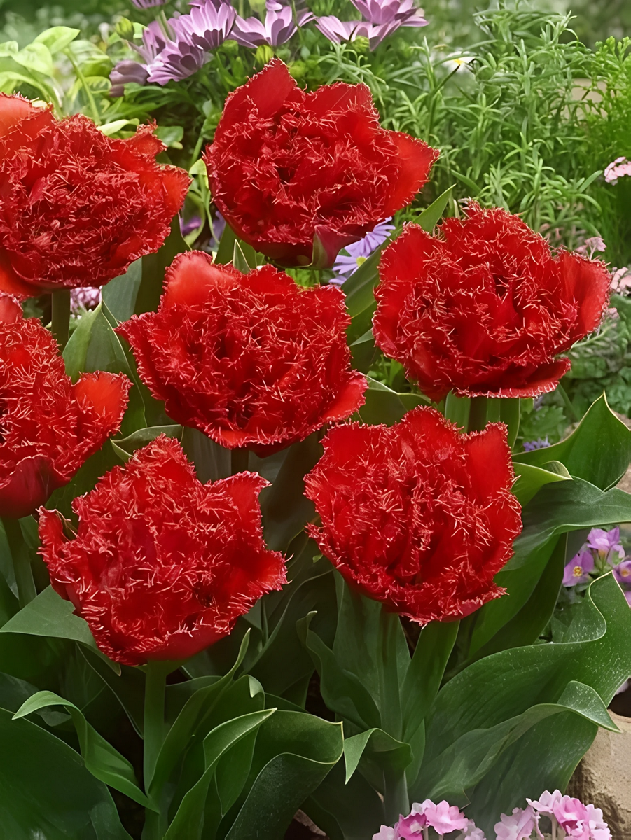 Тюльпан махровый бахромчатый Катар, 11/12, 1 шт.