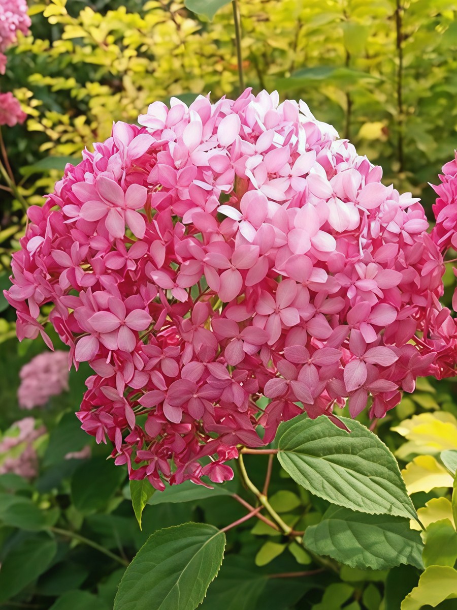 Гортензия древовидная Мэджикал Пинкербелл