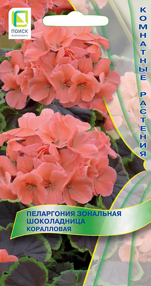 Пеларгония зональная Шоколадница Коралловая, 5 шт. Комнатные растения