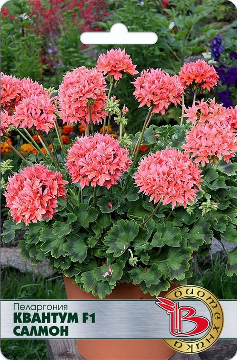 Пеларгония Квантум F1 Салмон, 5 шт. Биотехника