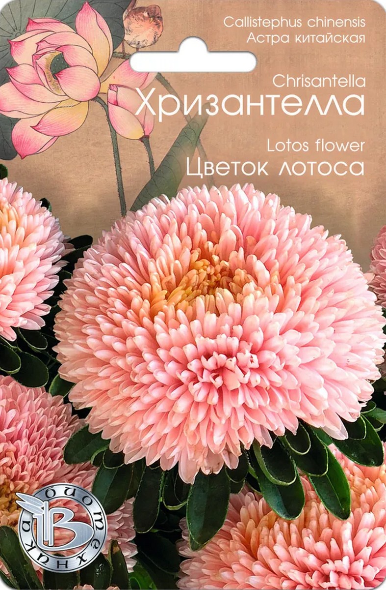 Астра китайская Хризантелла Цветок Лотоса, 30 шт. Биотехника