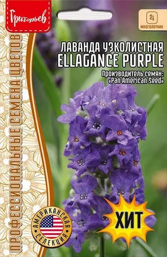 Лаванда узколистная компактная Ellagance Purple, 5 шт.