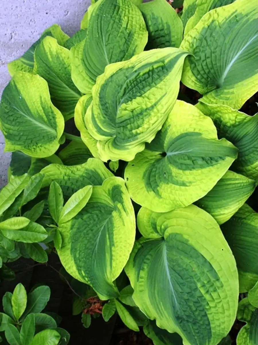 Хоста Клаймакс, 1 шт.