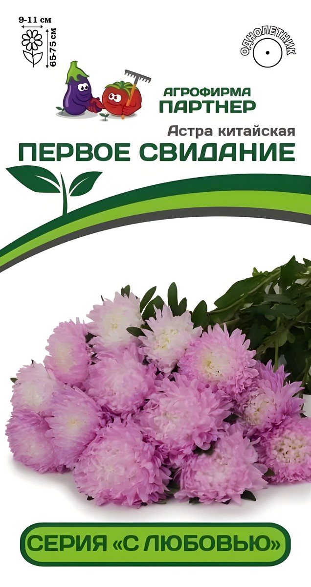 Астра китайская Первое Свидание, 5 шт. С любовью 