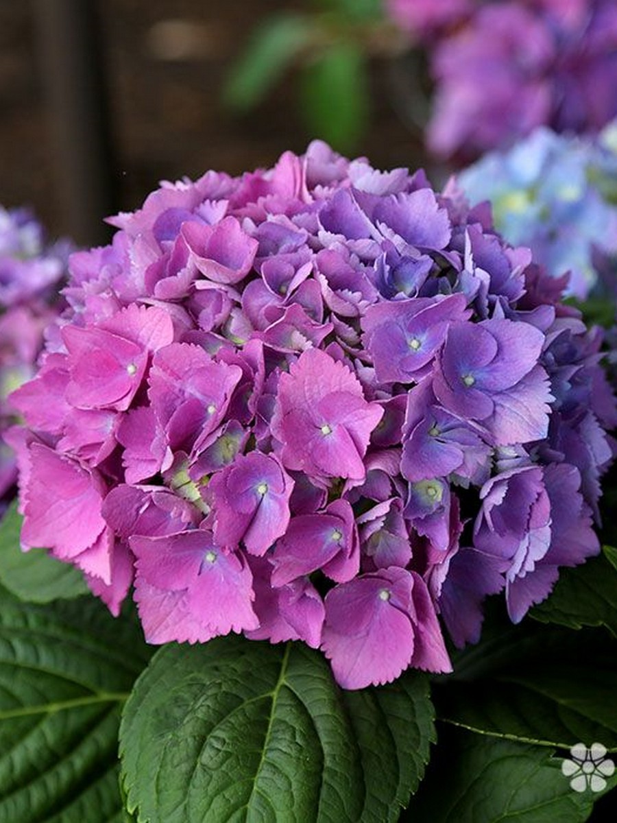 Гортензия крупнолистовая Страмини (Джемини)/ЦКорЛюкс