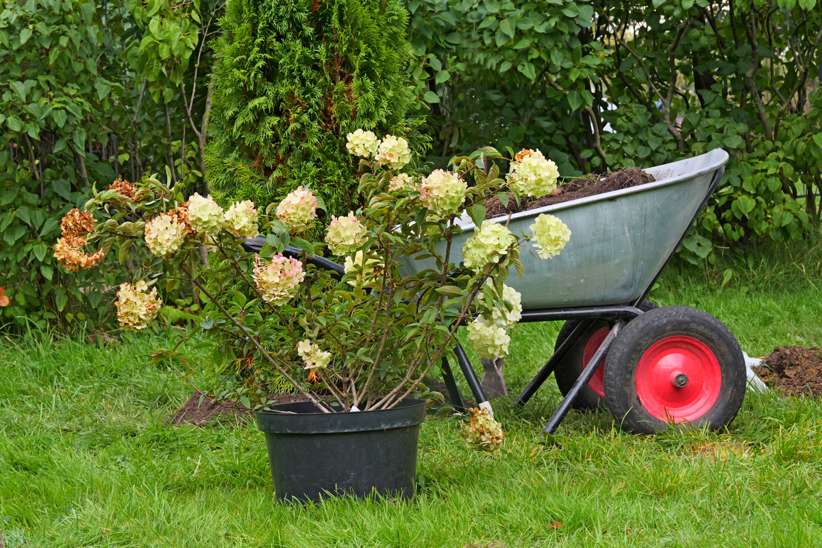 Посадка растений, озеленение