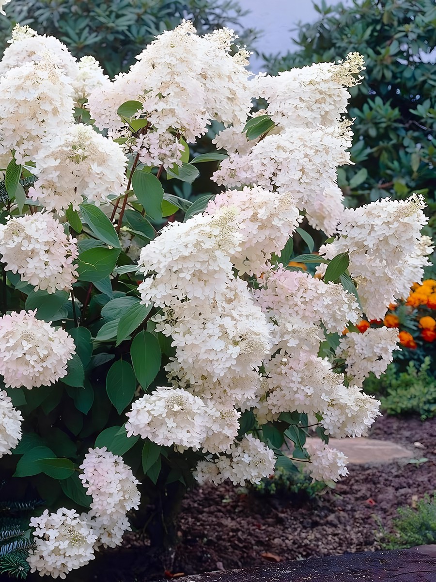 Гортензия метельчатая Грандифлора/ЦКор