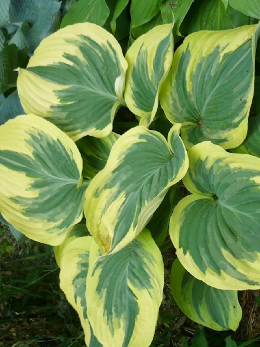 Хоста Бродвей, 1 шт.