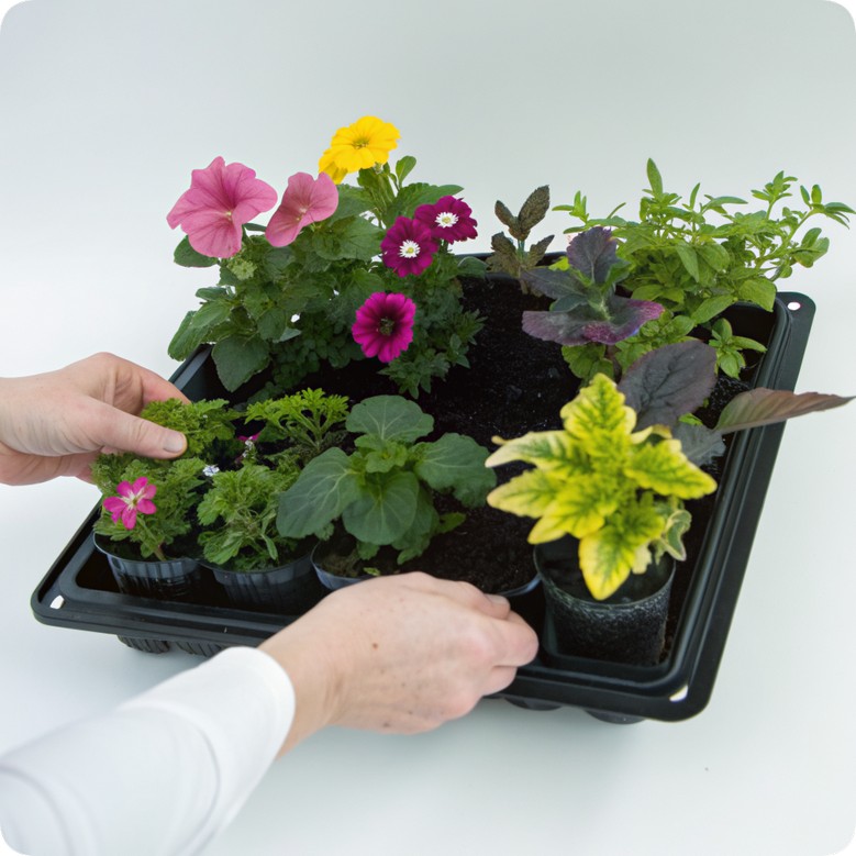 Январский посев: авантюра для терпеливых или стратегия профи?