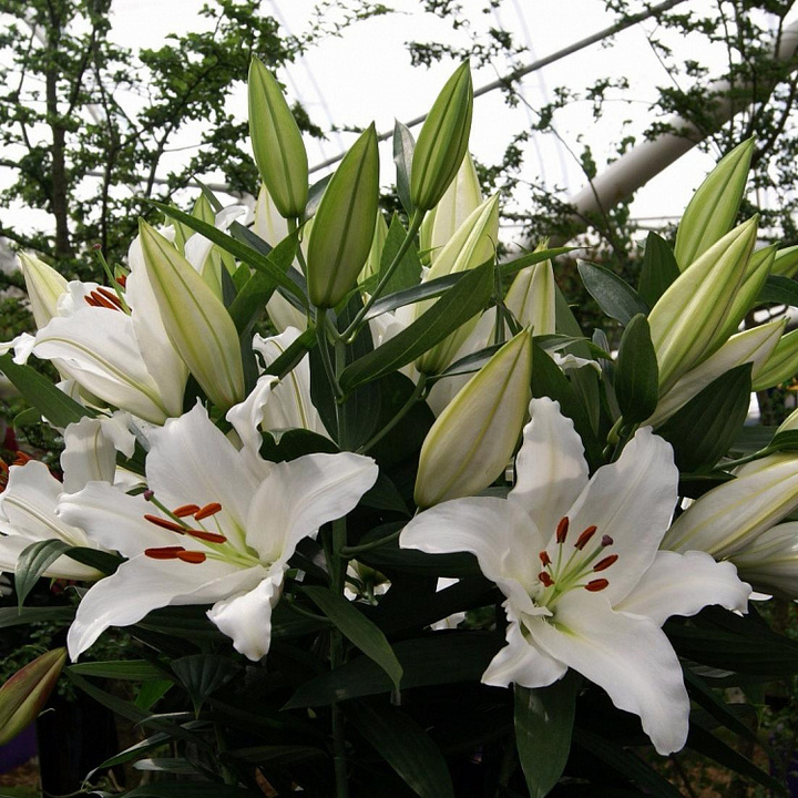 Лилия восточная Астериан, 12/14, 1 шт.