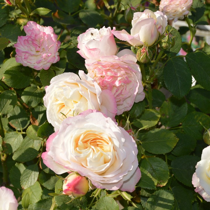 Роза флорибунда Андре Брише/ЦКор