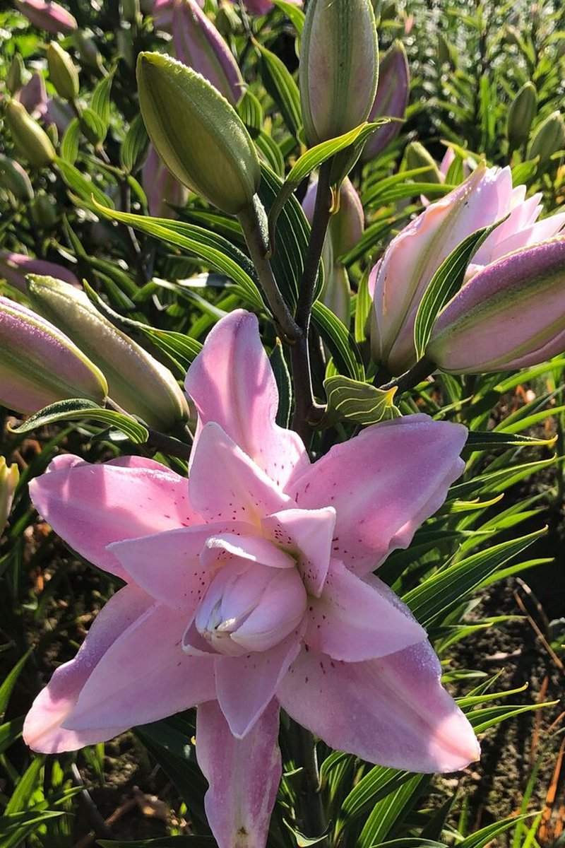 Лилия восточная махровая Лотус Куин, 1 шт.