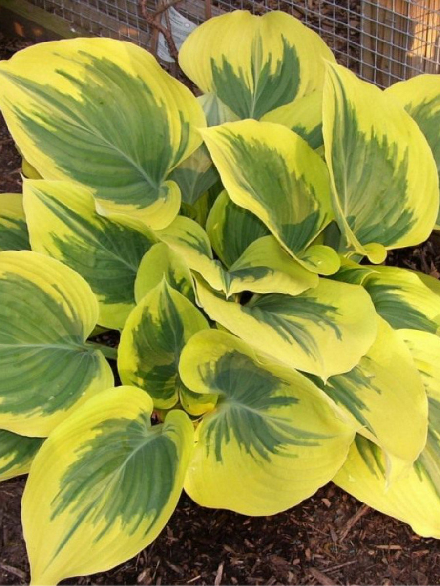 Хоста Либерти, 1 шт.