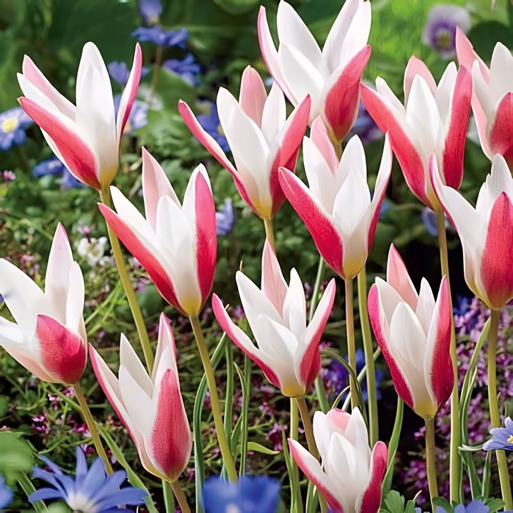 Тюльпан ботанический Леди Джейн, 6/7, 1 шт.