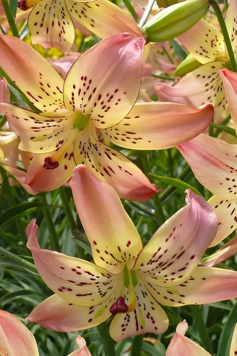 Лилия Корсаж, 12/14, Спец., - 1 шт.