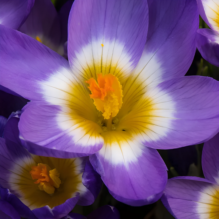 Крокус ботанический Триколор, Зибера, 5/7, 1 шт.