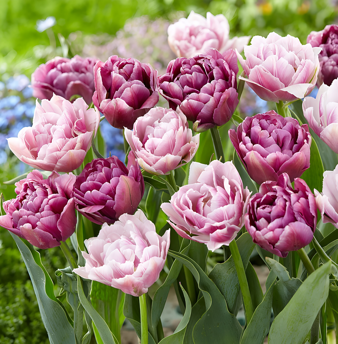 Тюльпан махровый многоцветковый Коттон Кэнди, 12/+, 1 шт.