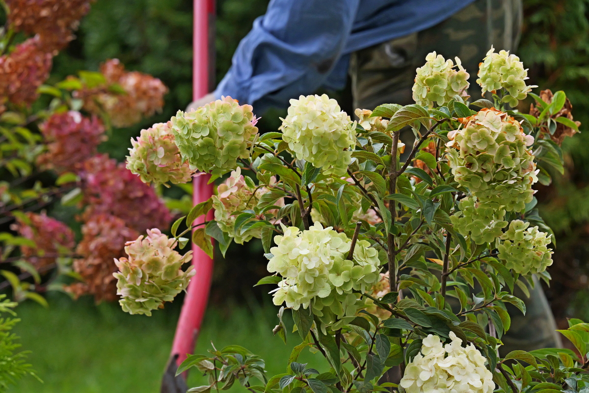 Посадка растений, озеленение
