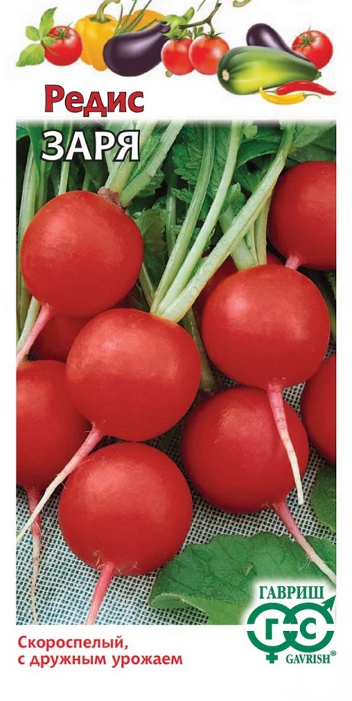 Редис Заря, 3 г. Гавриш.