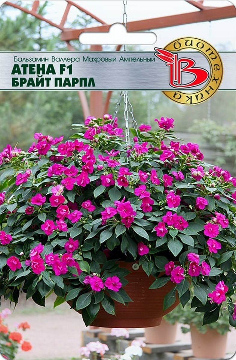 Бальзамин Валлера махровый ампельный Атена F1 Брайт Парпл, 8 шт. Биотехника
