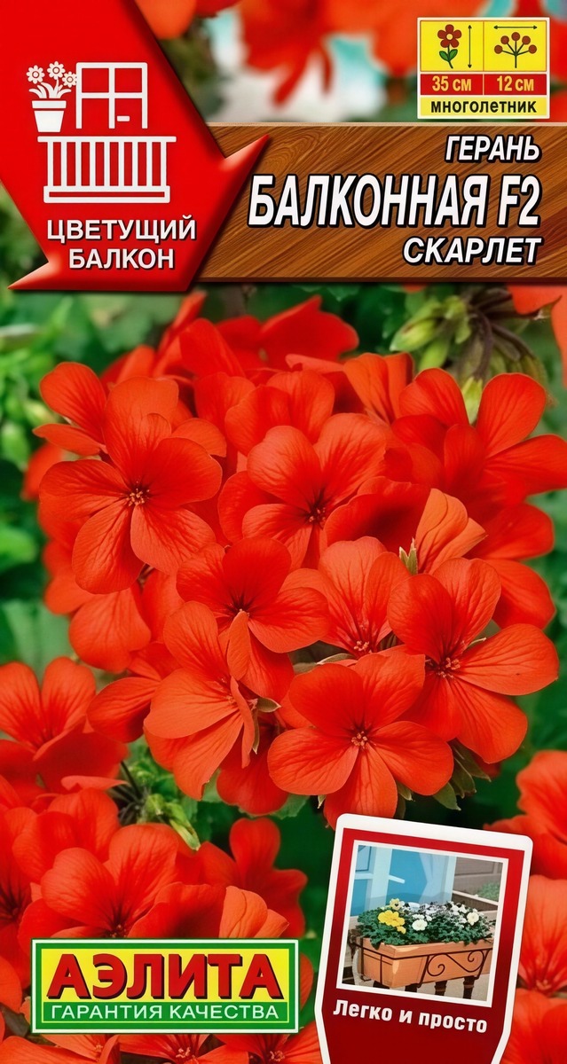 Герань Балконная скарлет F2, 5 шт.