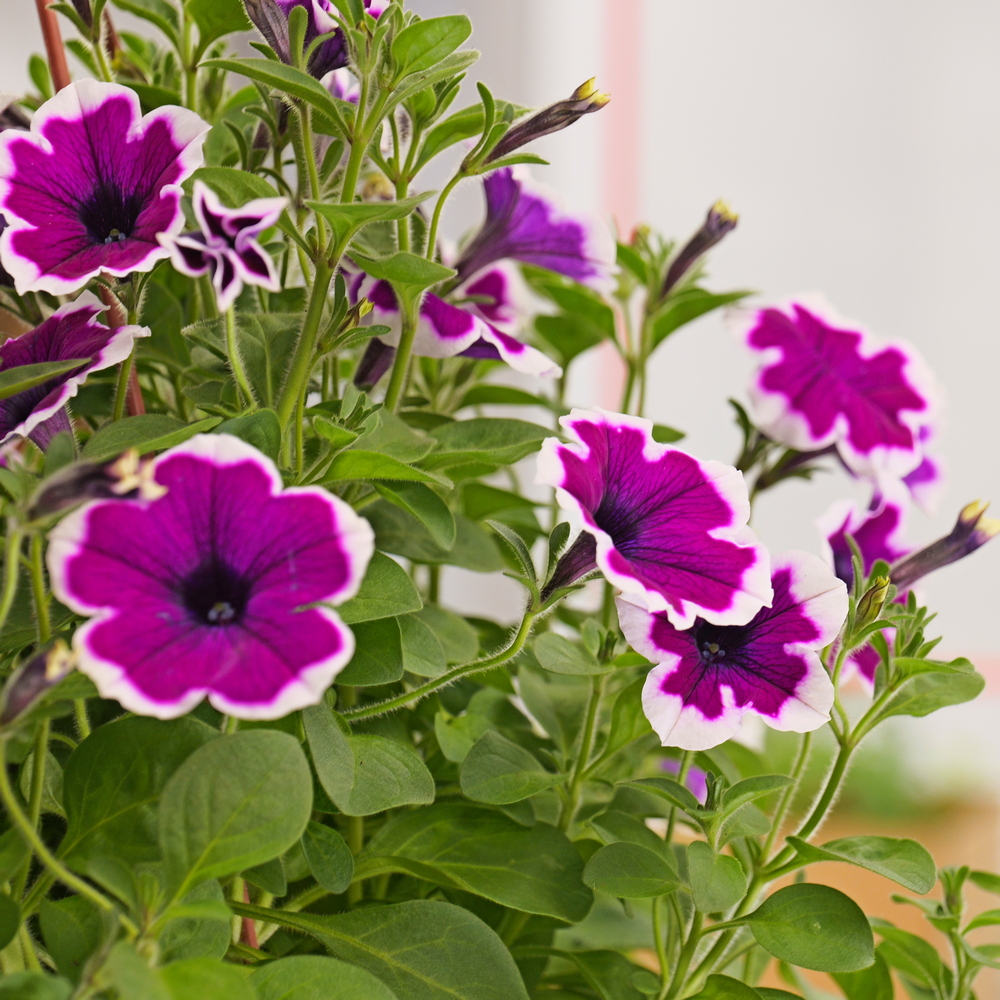 Свежая рассада уже в нашем магазине
