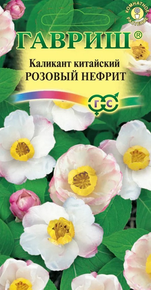 Каликант китайский Розовый нефрит, 3 шт.